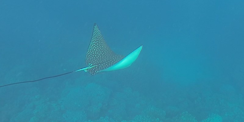 Eagle Ray at Marsa Nakari House Reef by David Oakley